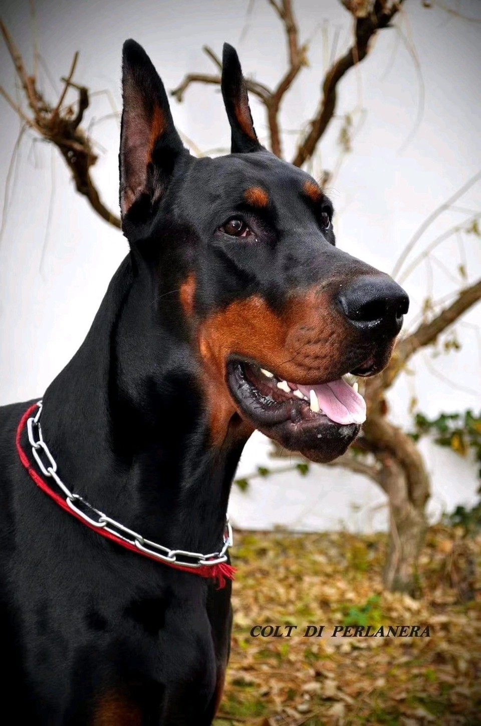 卖国外带胎回来的柯尔特之子 - 杜宾犬交易 - 猛犬俱乐部-中国具有