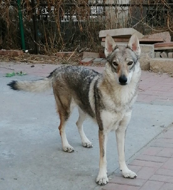 纯种捷克狼犬幼犬芯片证书齐全支持cku验血
