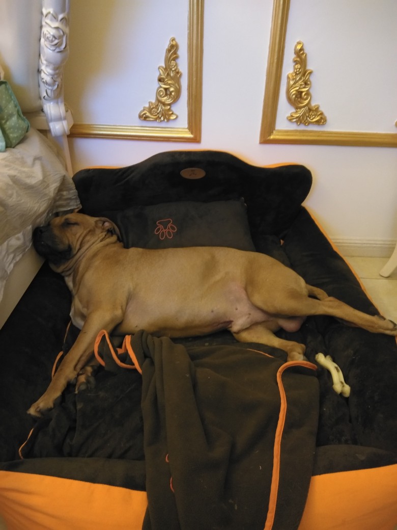 你个地包天,你还有理了 - 比特犬 - 猛犬俱乐部-中国具有影响力的猛犬