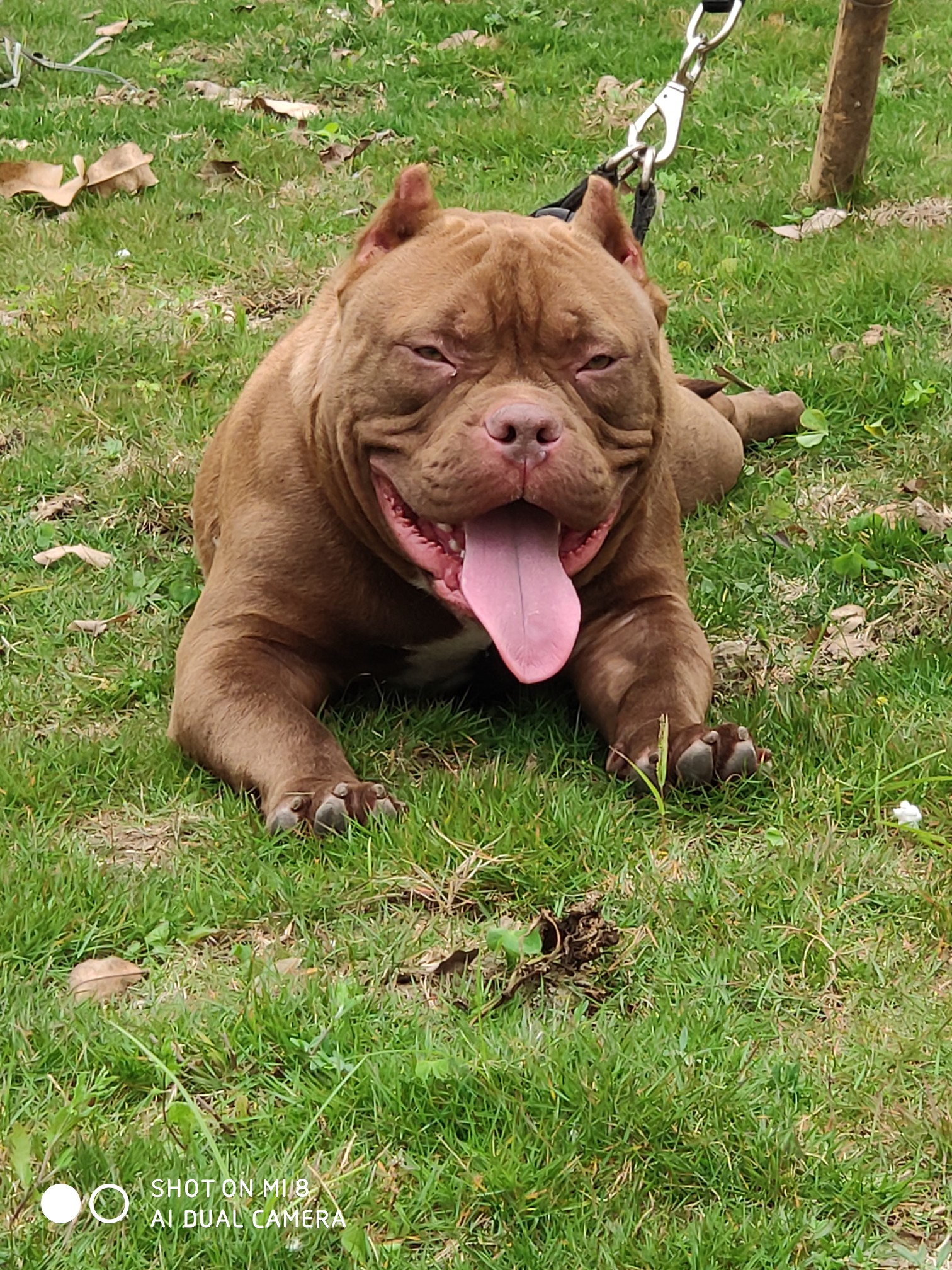 口袋体红色种公