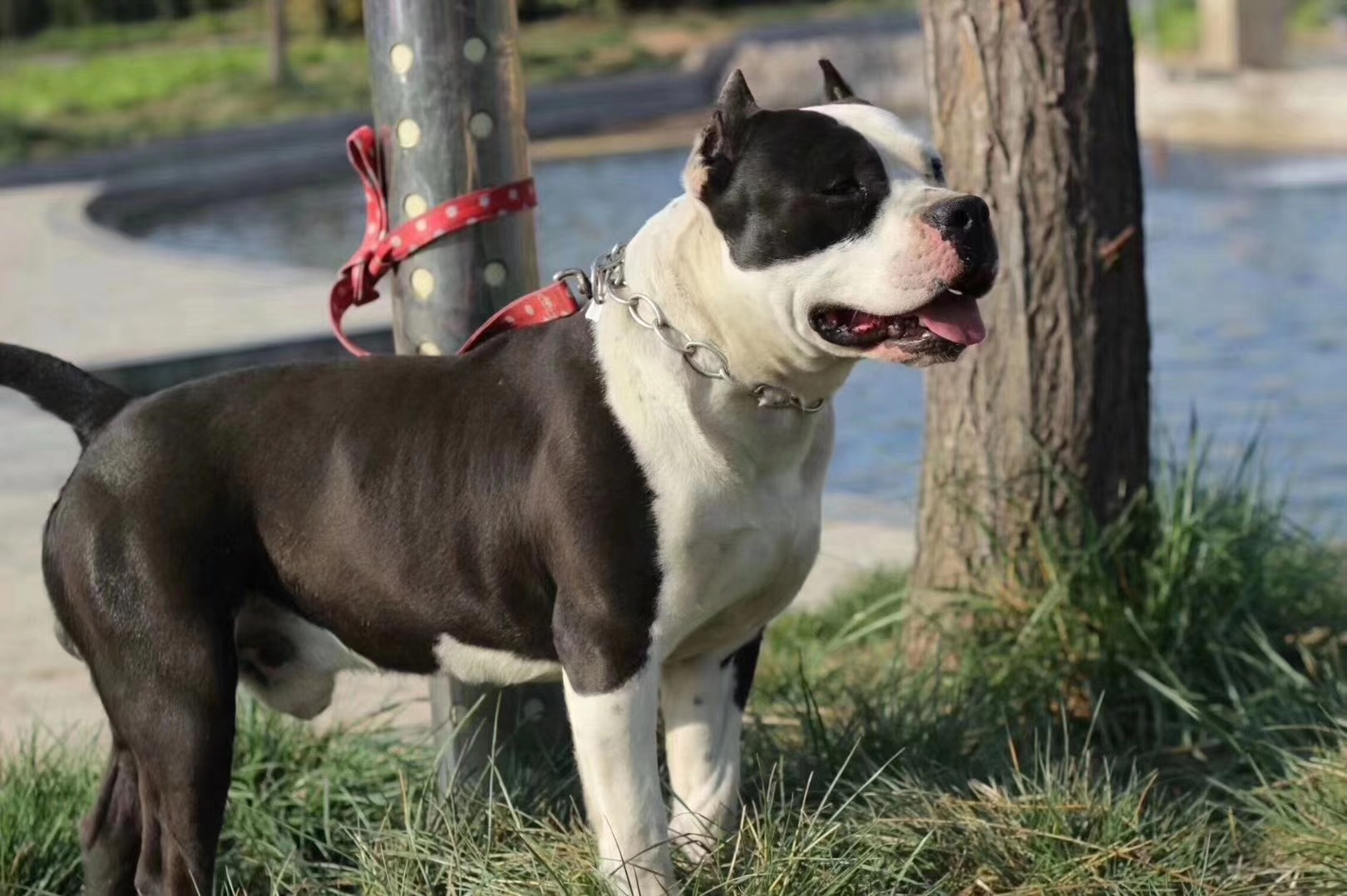 双血统斯塔福黄白公800元