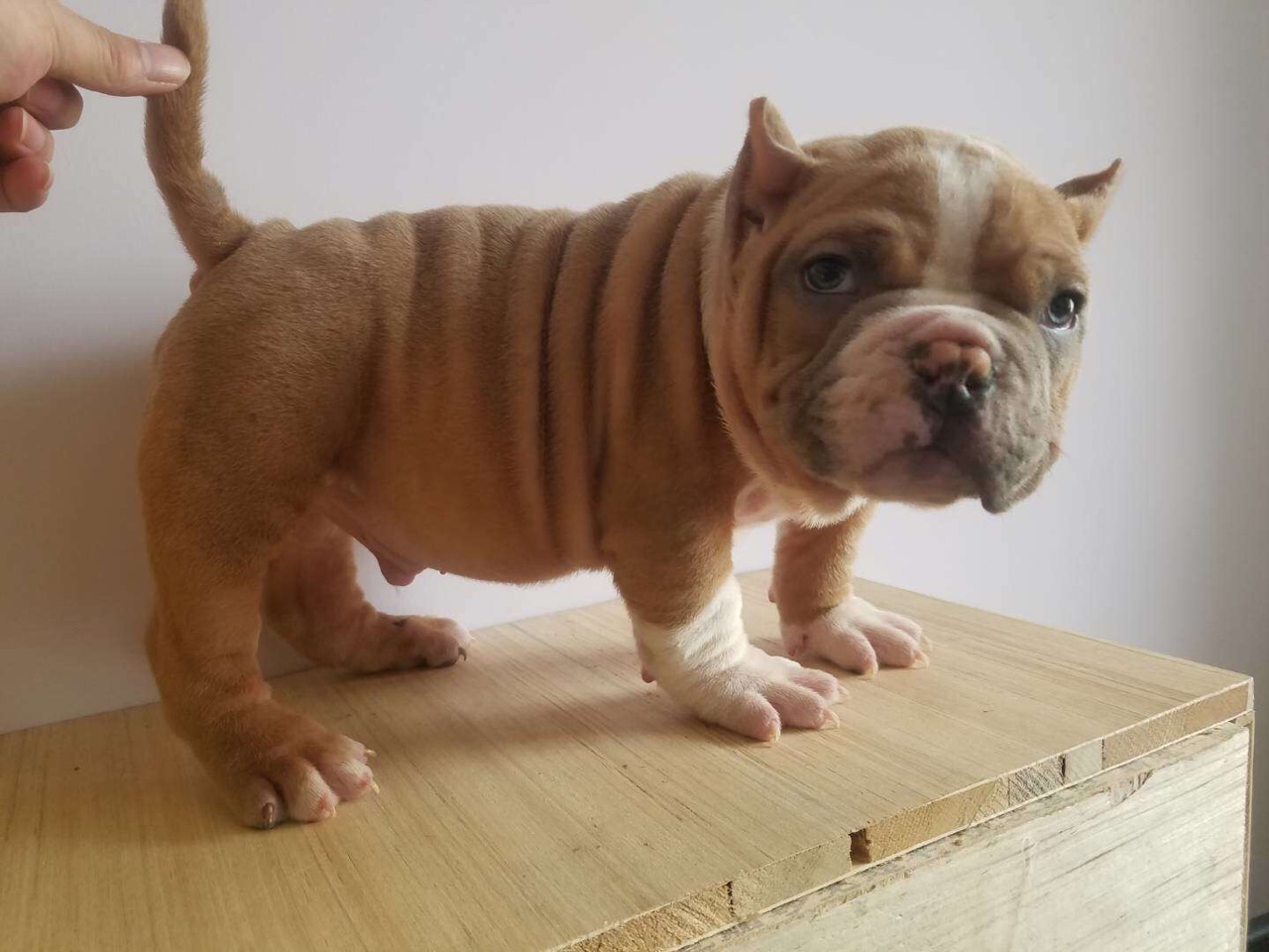 矮人王后代 恶霸幼犬