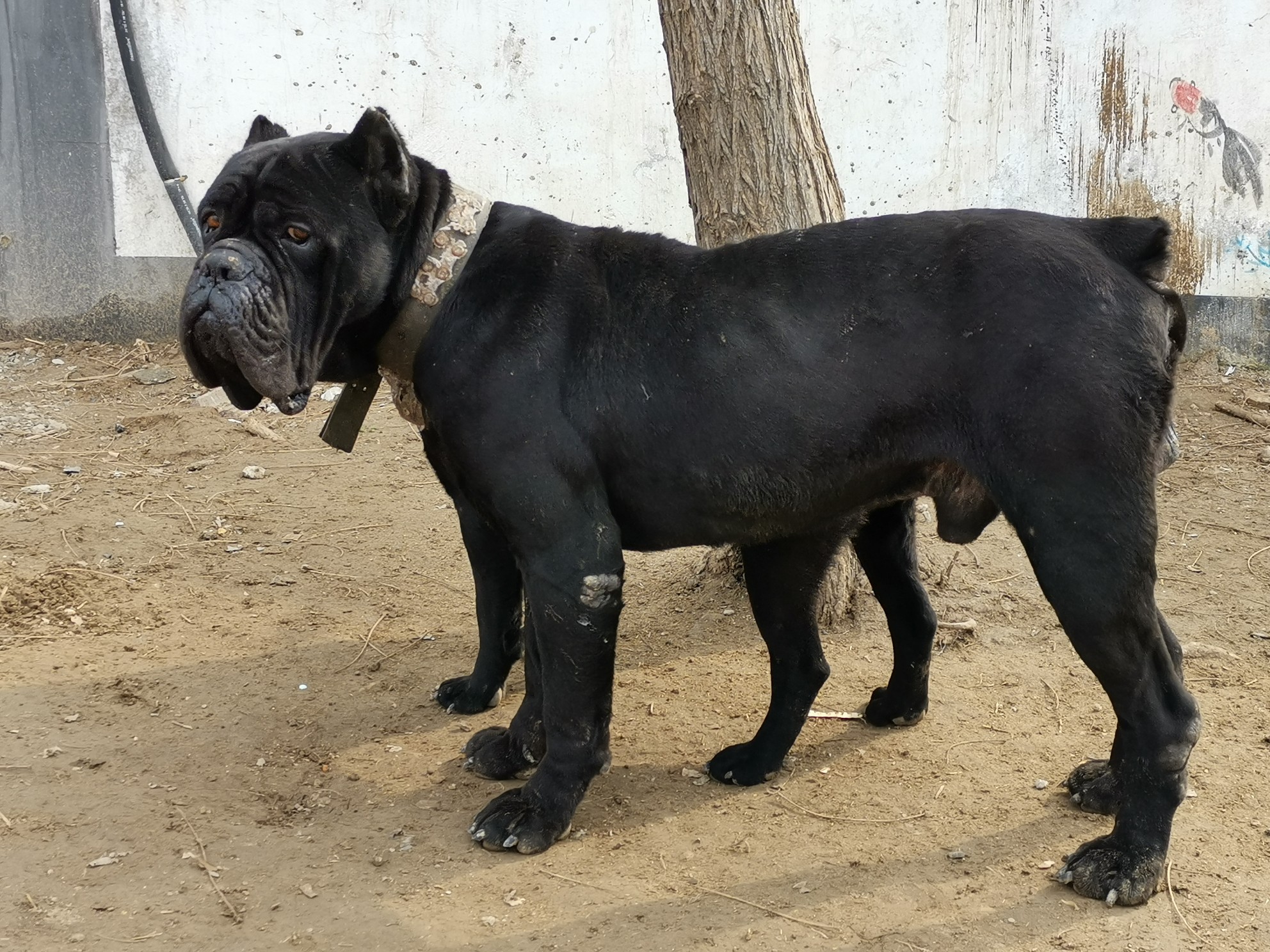 出售12个月新母,价不已配黑旋风两次