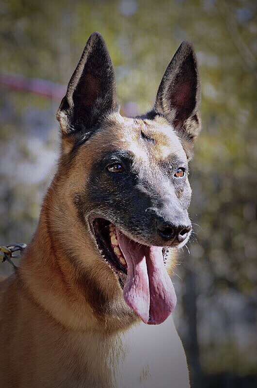 帕拉丁马犬简介图片