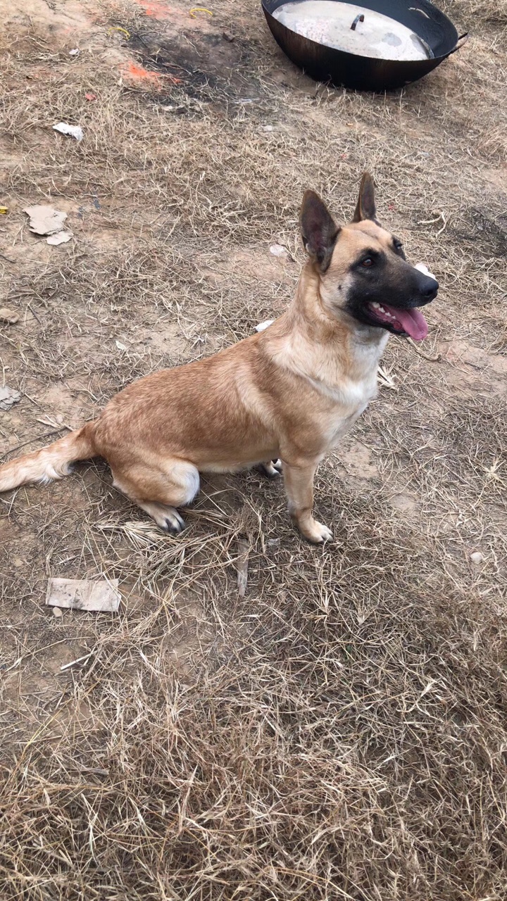 杜克马犬的儿子图片图片