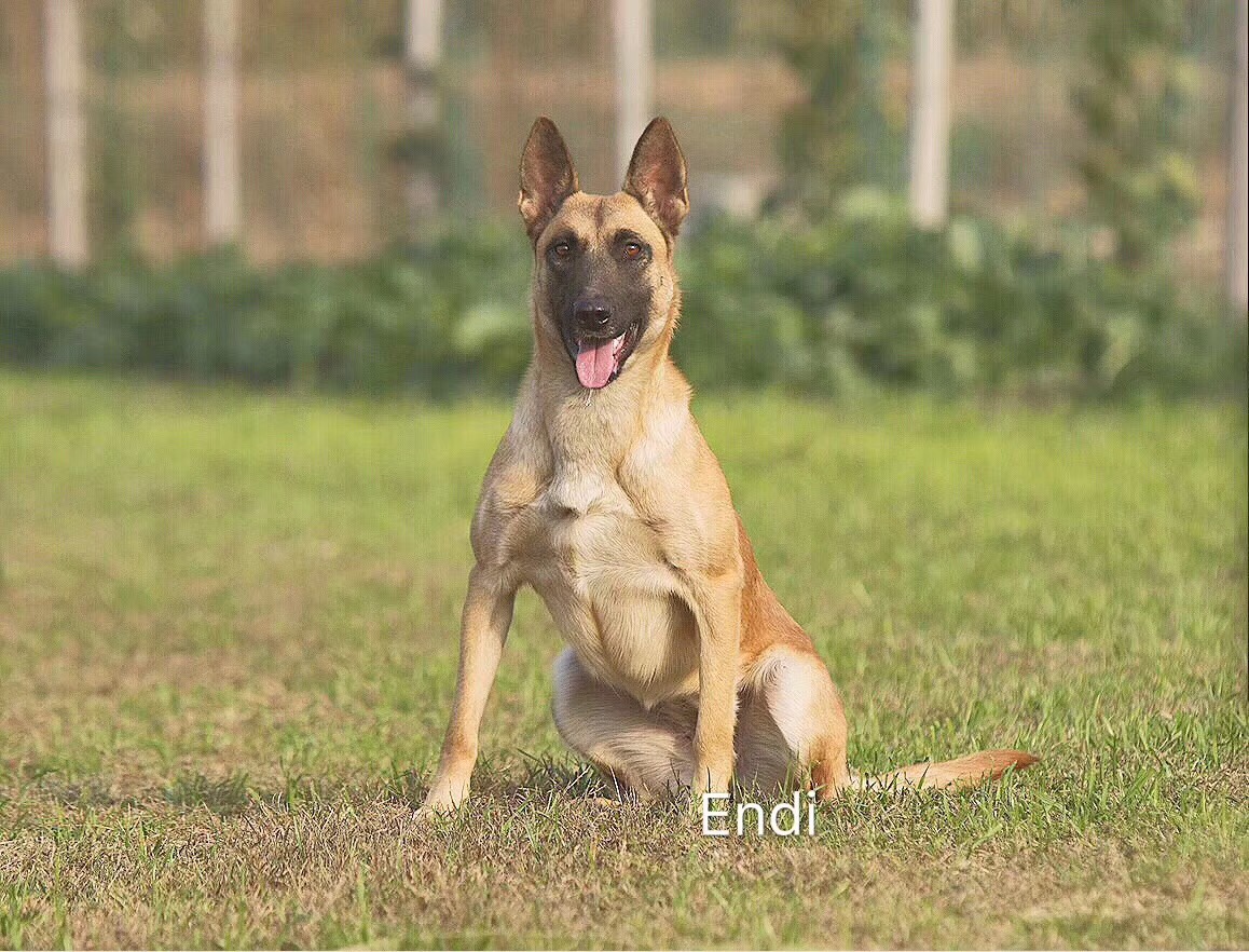 帕拉丁马犬简介图片