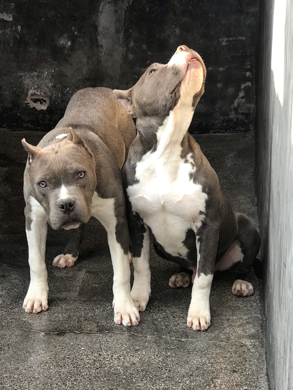 几只斯塔福犬喜欢请加q156943007