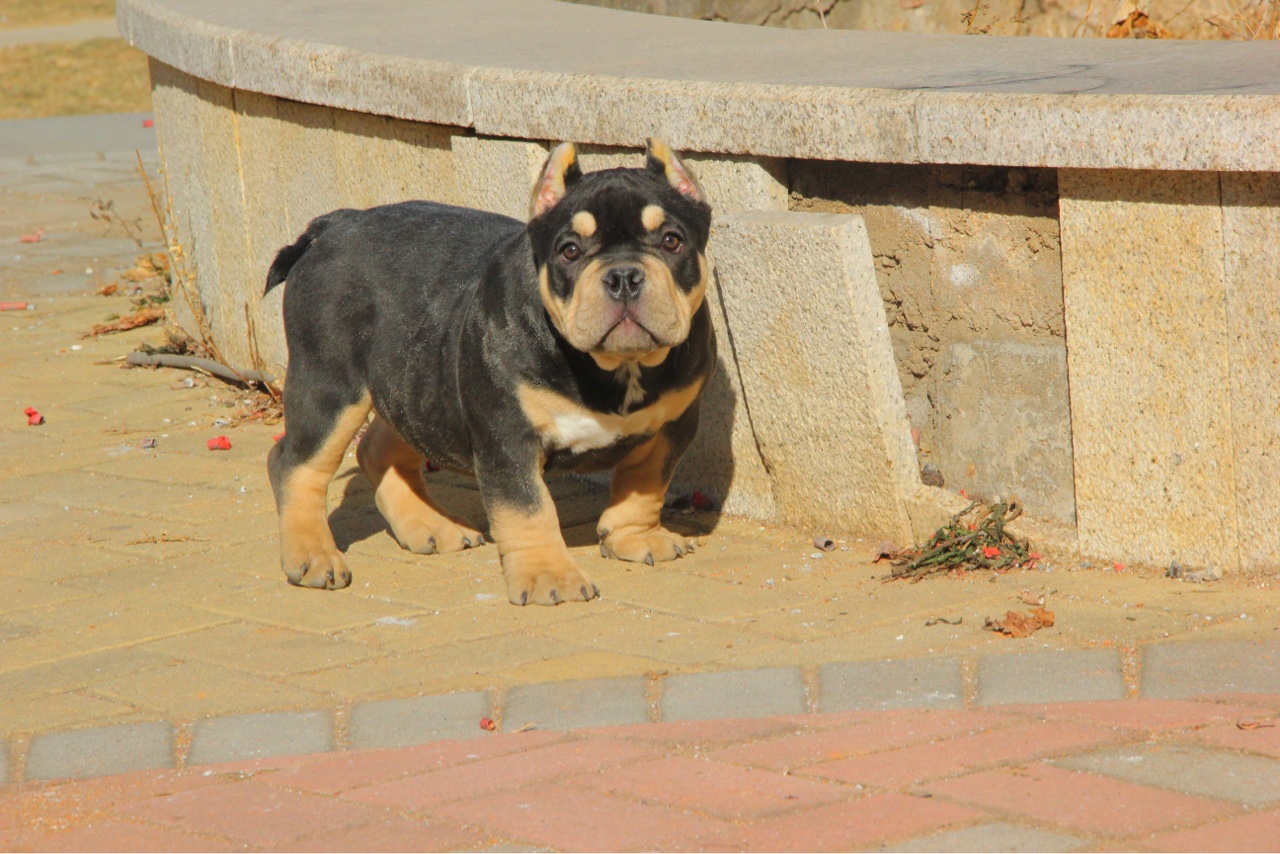高端铁包金小母 - 恶霸犬交易 - 猛犬俱乐部-中国具有影响力的猛犬