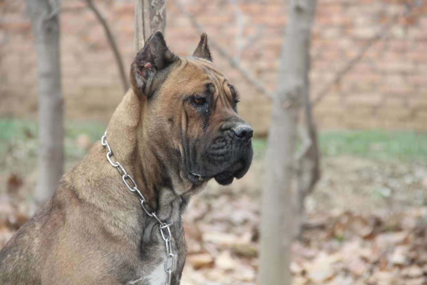 成年母卡斯罗出售