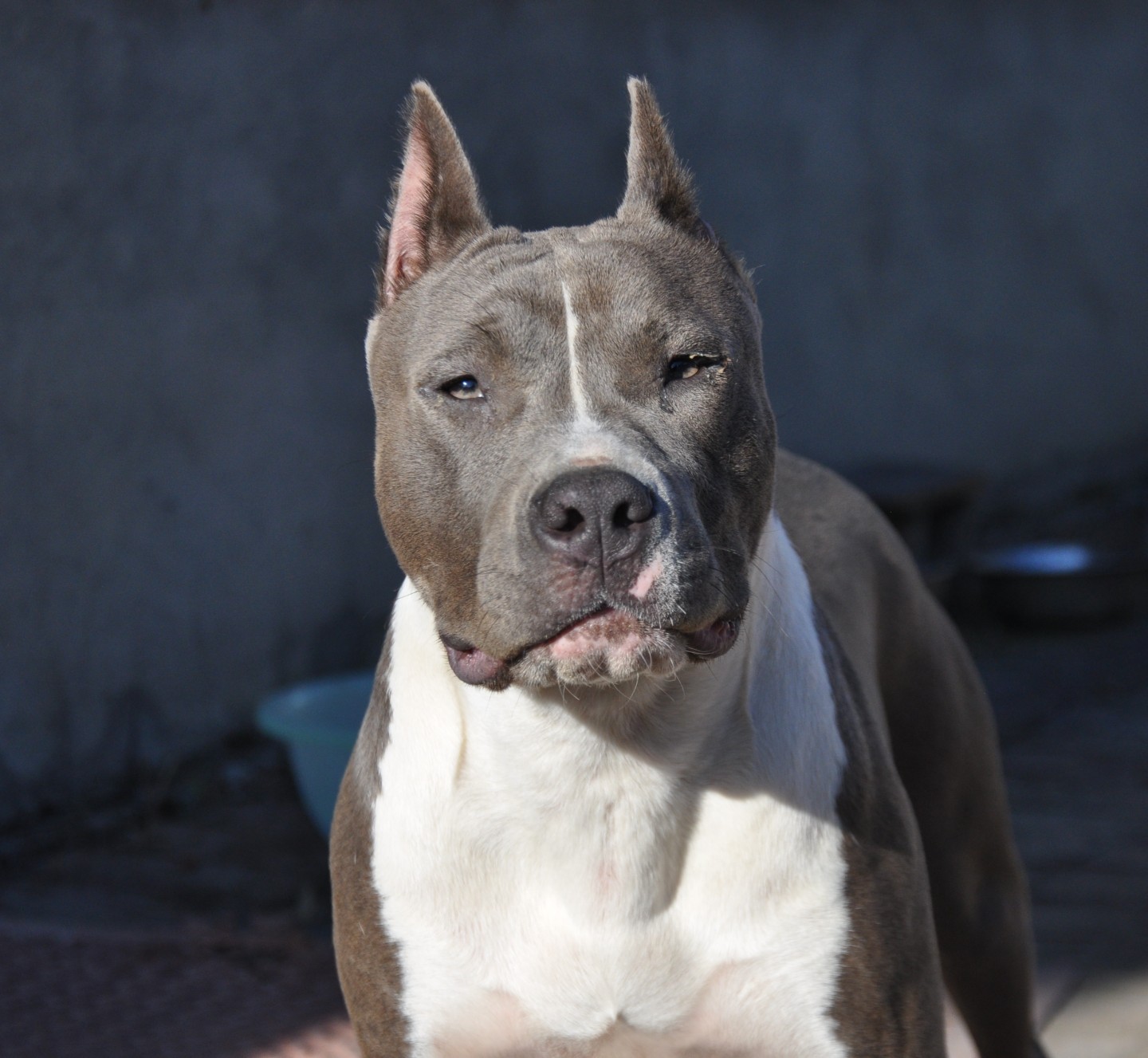 精品蓝白新母处理