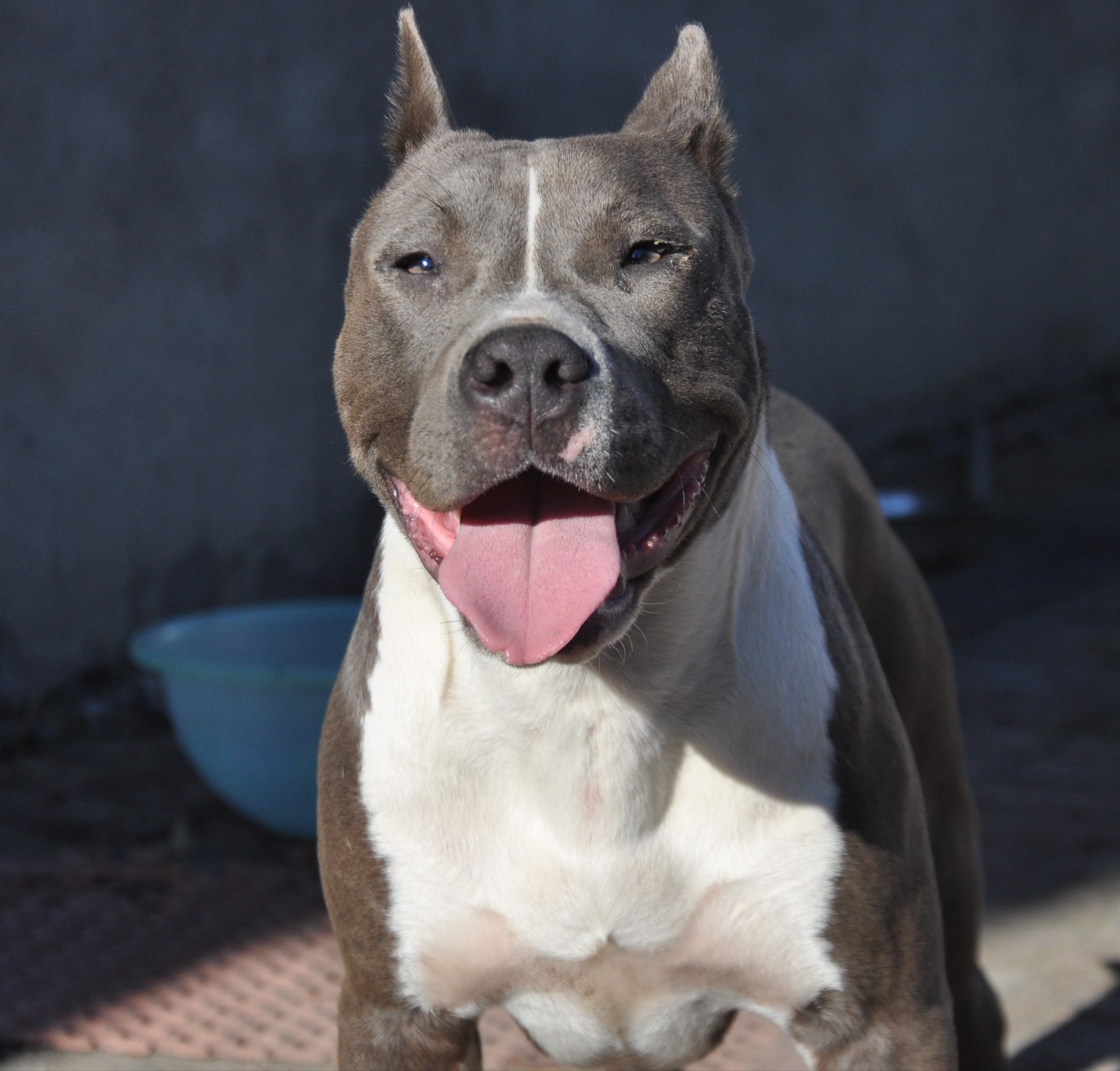 精品蓝白新母处理