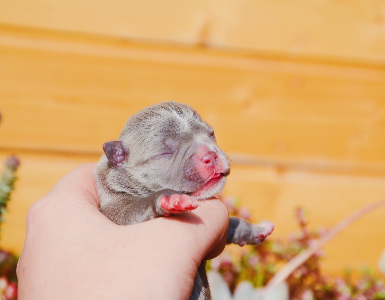 趁着申城难得的阳光明媚 给你们拍组出生写真