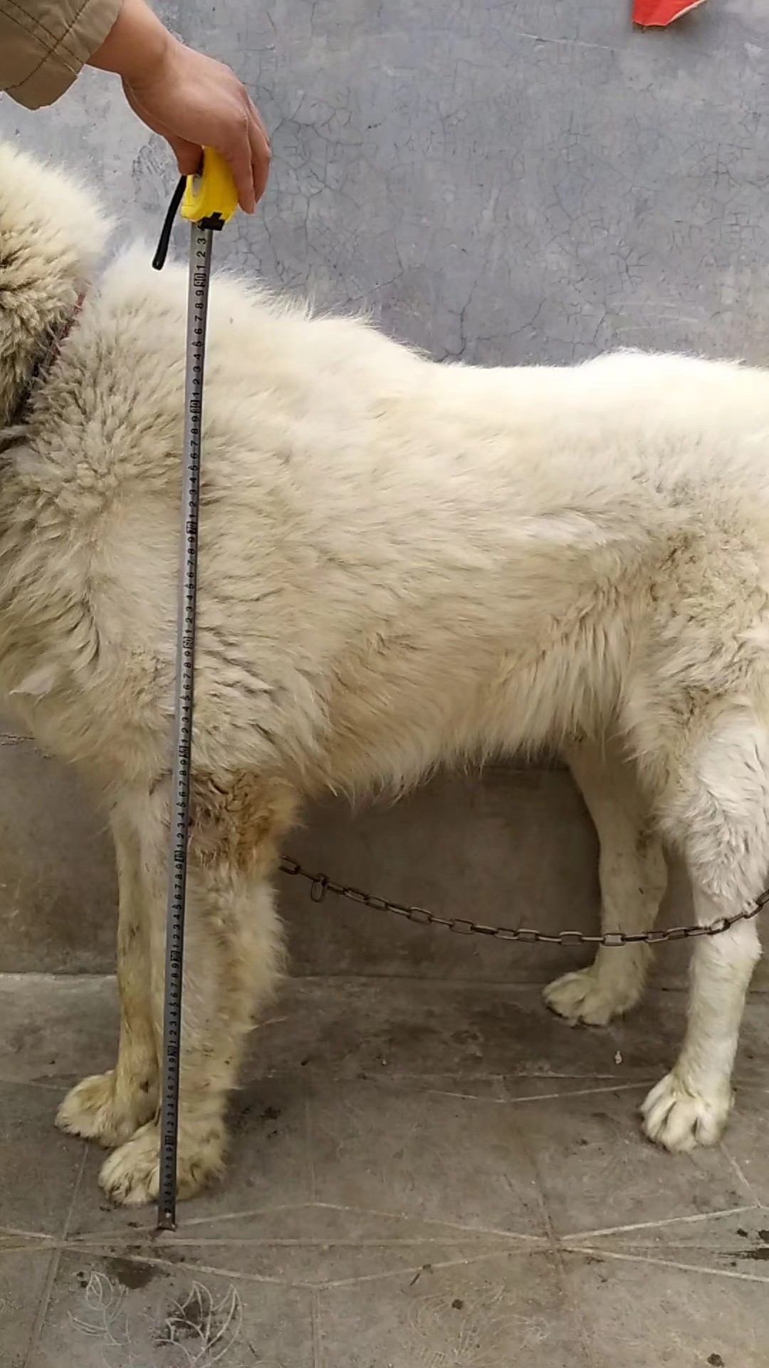 苏丹血纯白小公