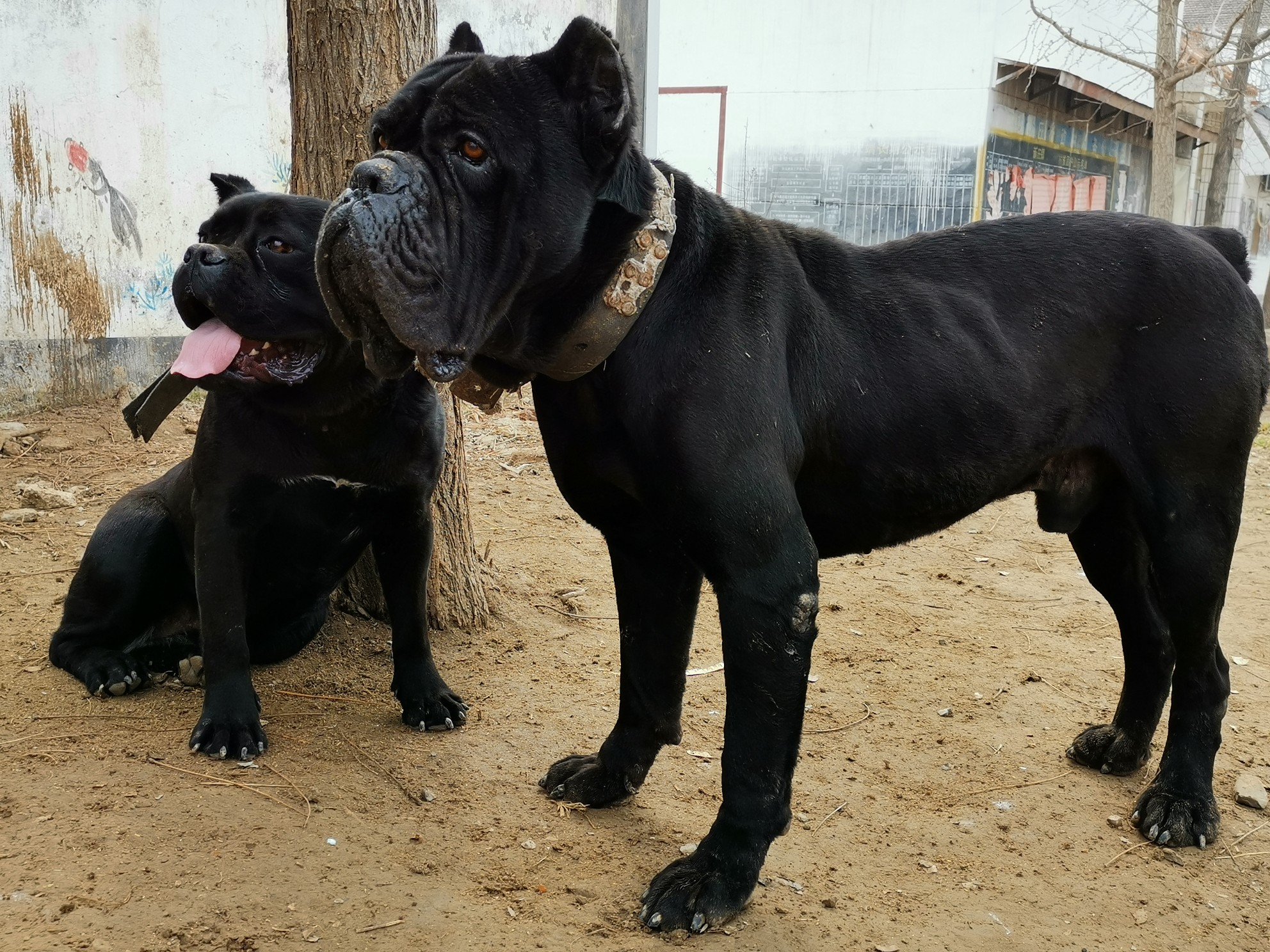 一代功臣黑旋风优惠借配