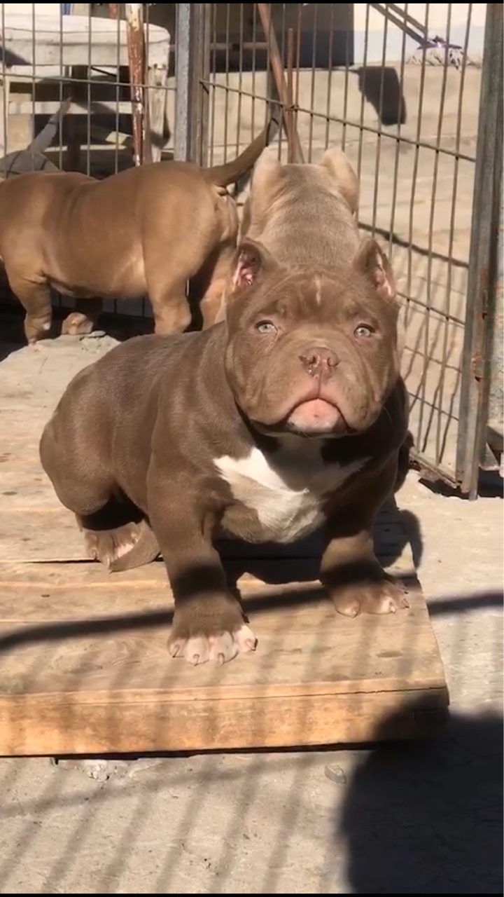 父亲红魔 搭配dax直女 两条四个半月巧克力母狗 卖不了高价我就全部