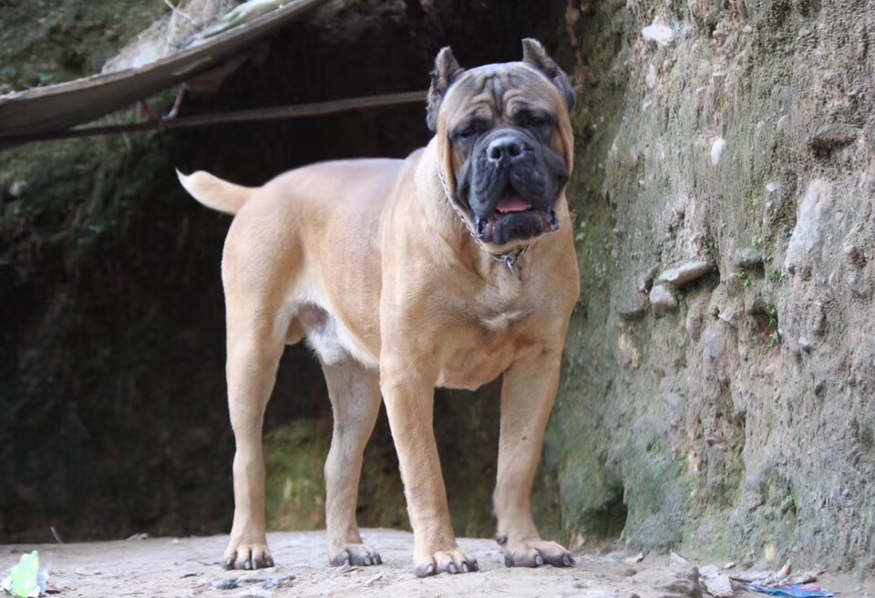 一岁半铁面公,登陆冠军杰森儿子,哈林孙 - 卡斯罗交易 - 猛犬俱乐部-