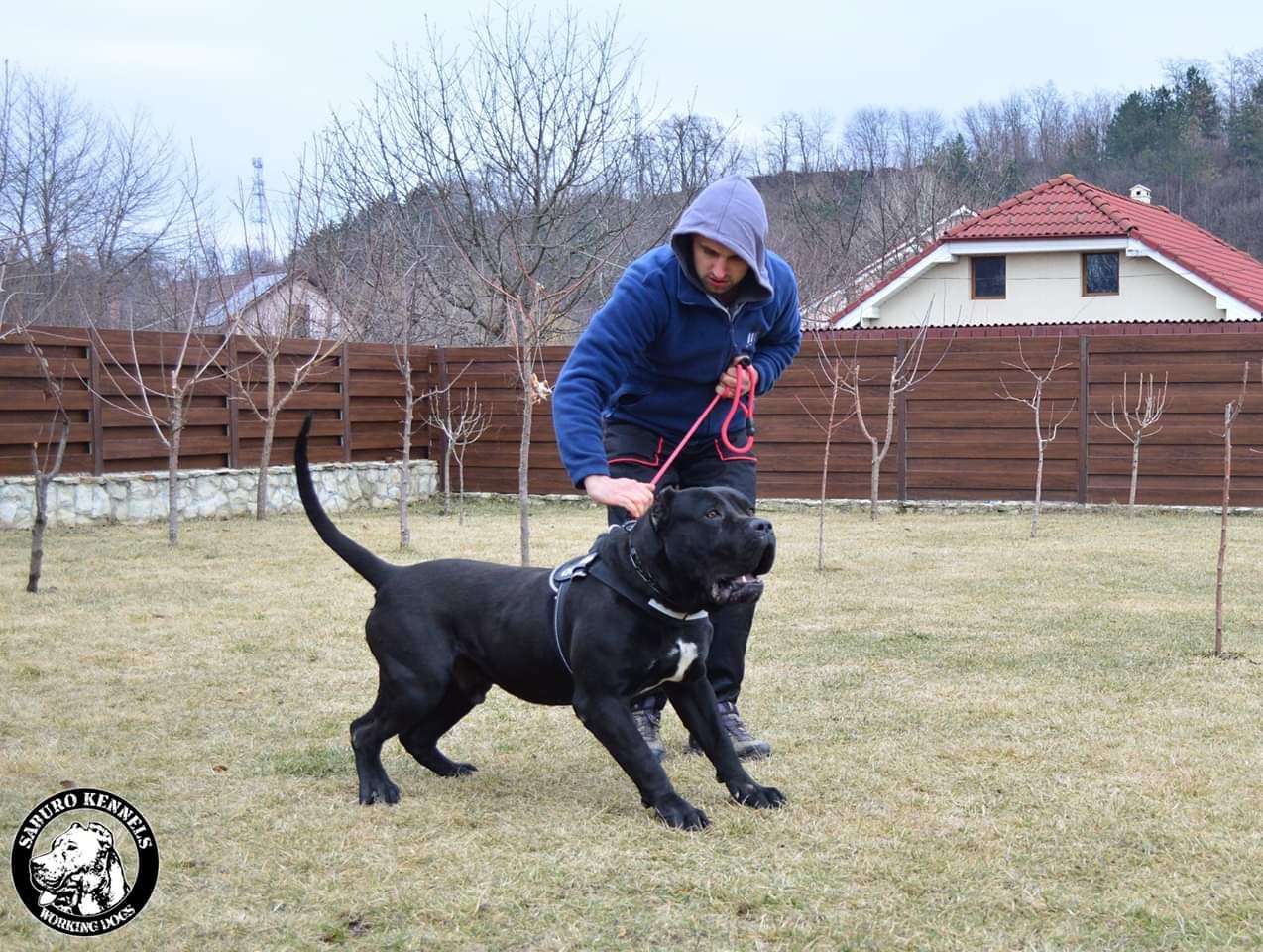 加納利 - 猛犬俱樂部-中國具有影響力的猛犬網站 - powered by