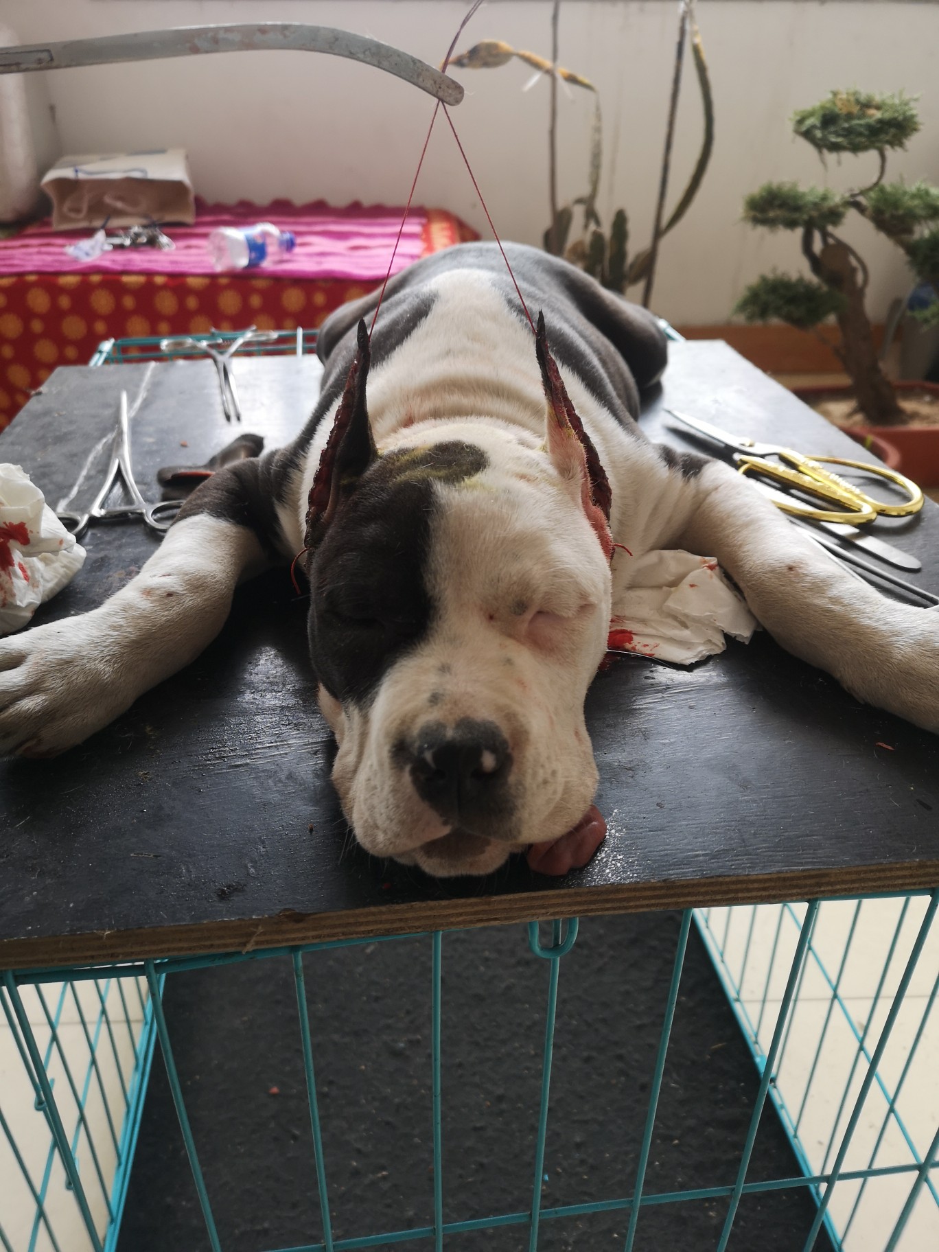 小美斯裁耳记录