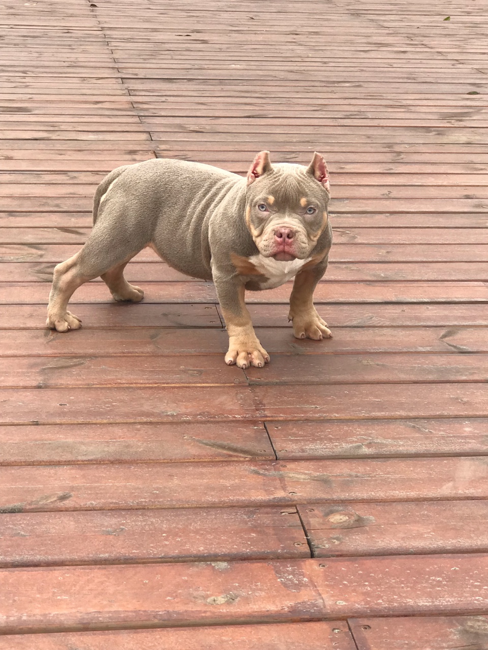 大魔血系口袋体恶霸宝宝