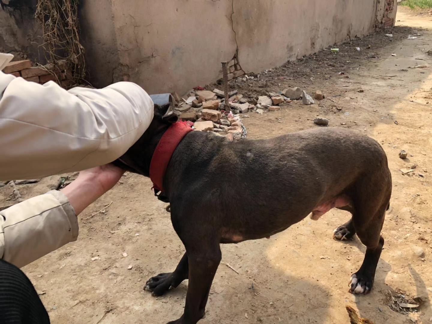 阿德慢血,性格剛剛的,可帶狗試口 - 比特犬交易 - 猛犬俱樂部-中國