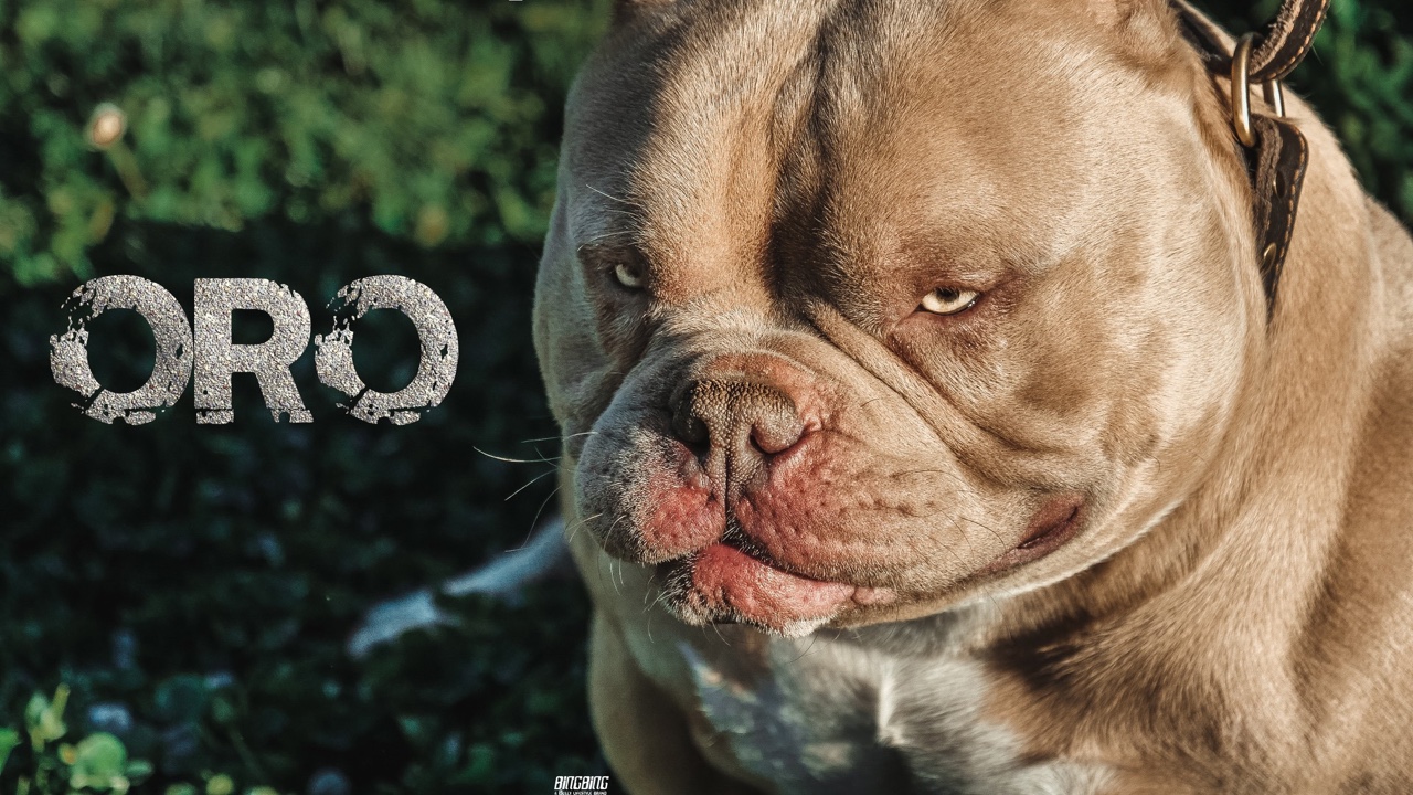 丧失登陆 - 美国恶霸犬 - 猛犬俱乐部-中国具有影响力的猛犬网站