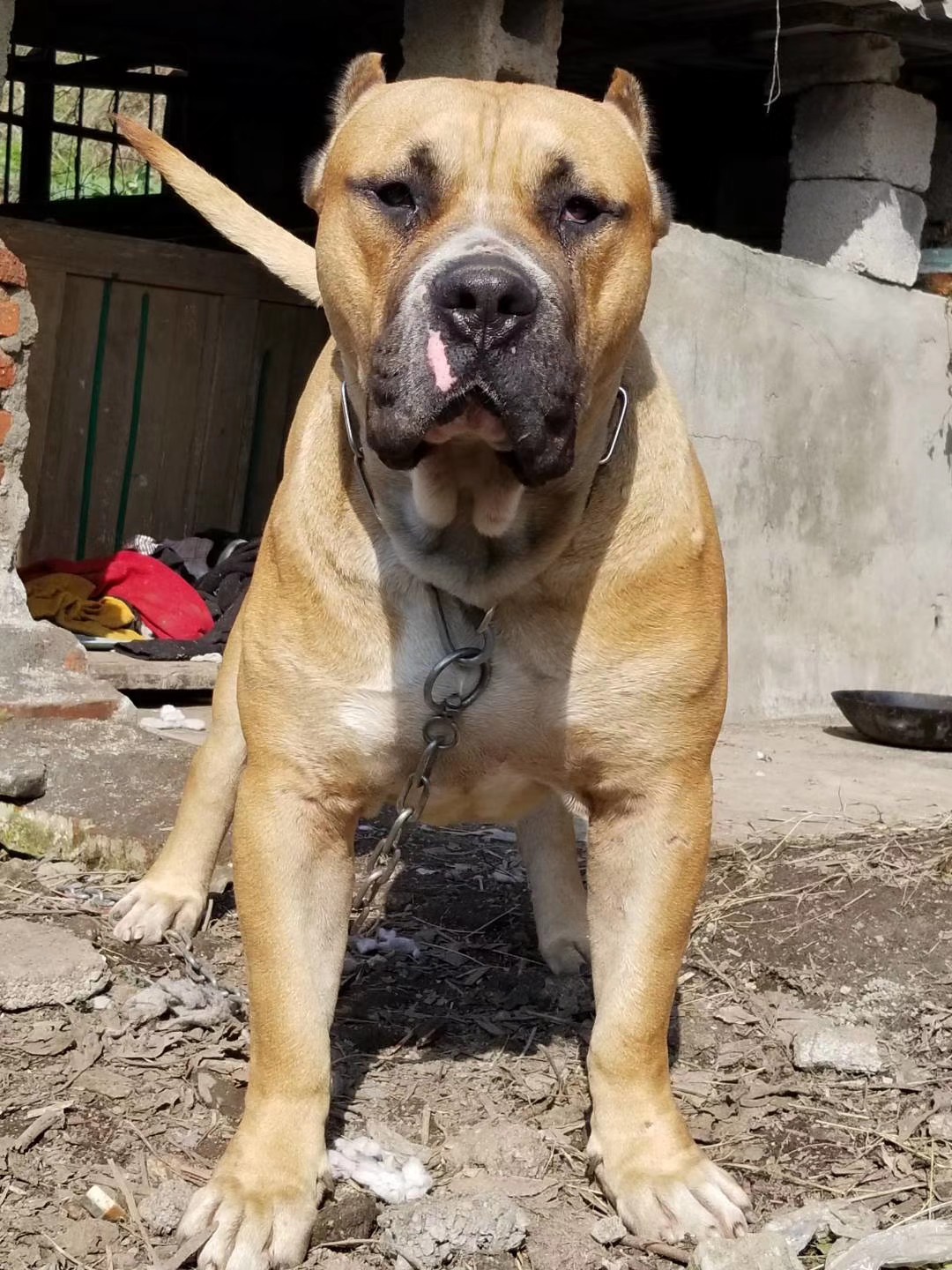 一窝加纳利幼犬出售 性格杠杠