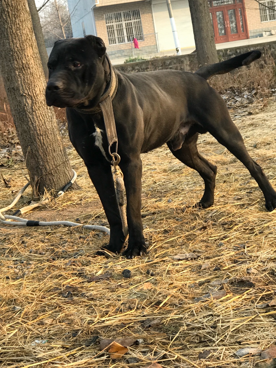 [其他竞技犬] 黑龙低价转让