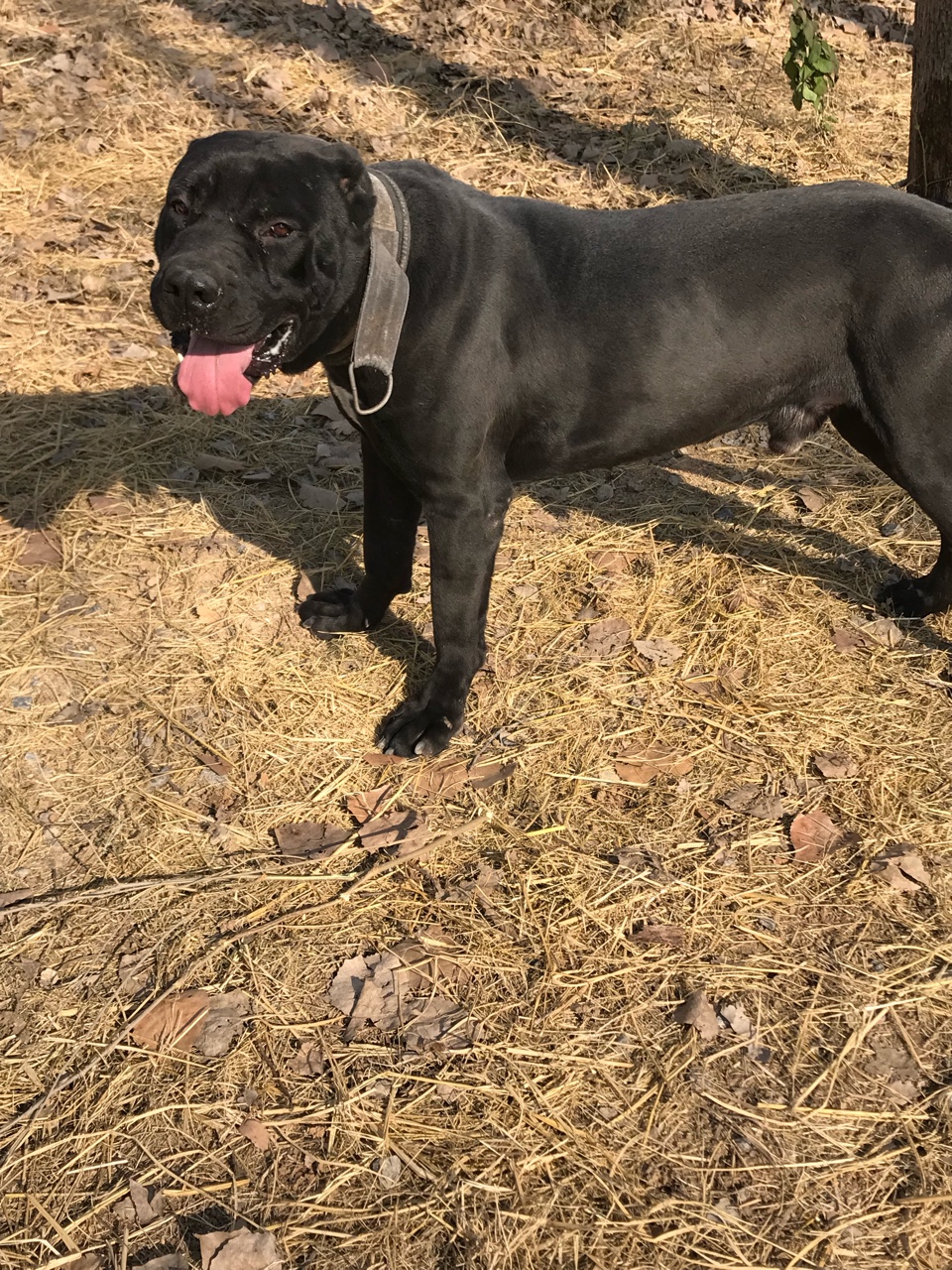 [其他竞技犬] 黑龙低价转让