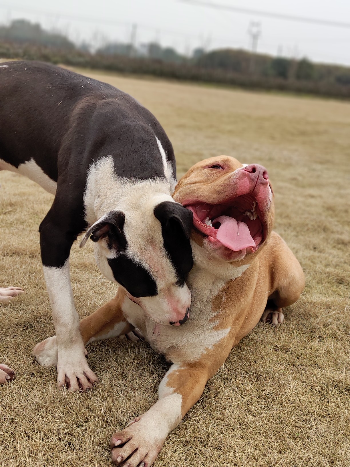 二傻子日常 - 比特犬 - 猛犬俱乐部-中国具有影响力的猛犬网站