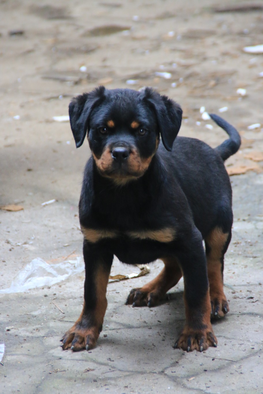 三个月的小家伙 - 罗威纳交易 - 猛犬俱乐部-中国具有影响力的猛犬