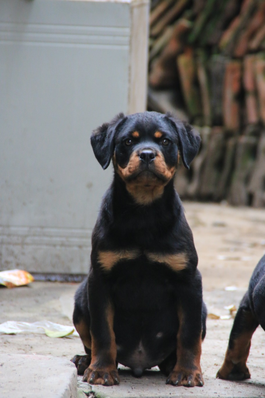 三个月的小家伙 - 罗威纳交易 - 猛犬俱乐部-中国具有影响力的猛犬