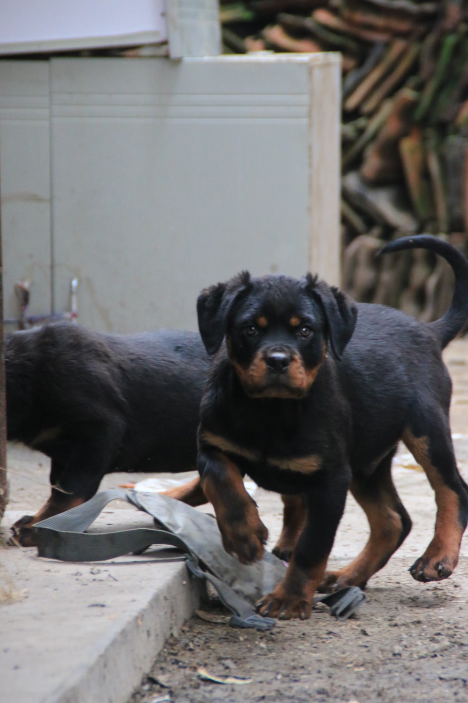 三个月的小家伙 - 罗威纳交易 - 猛犬俱乐部-中国具有影响力的猛犬