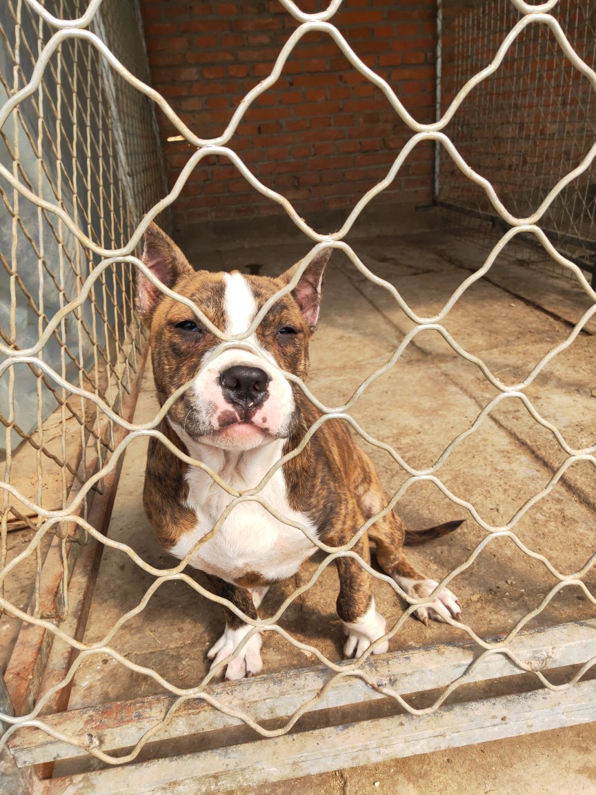 红虎皮斯塔福小母早新主人一千