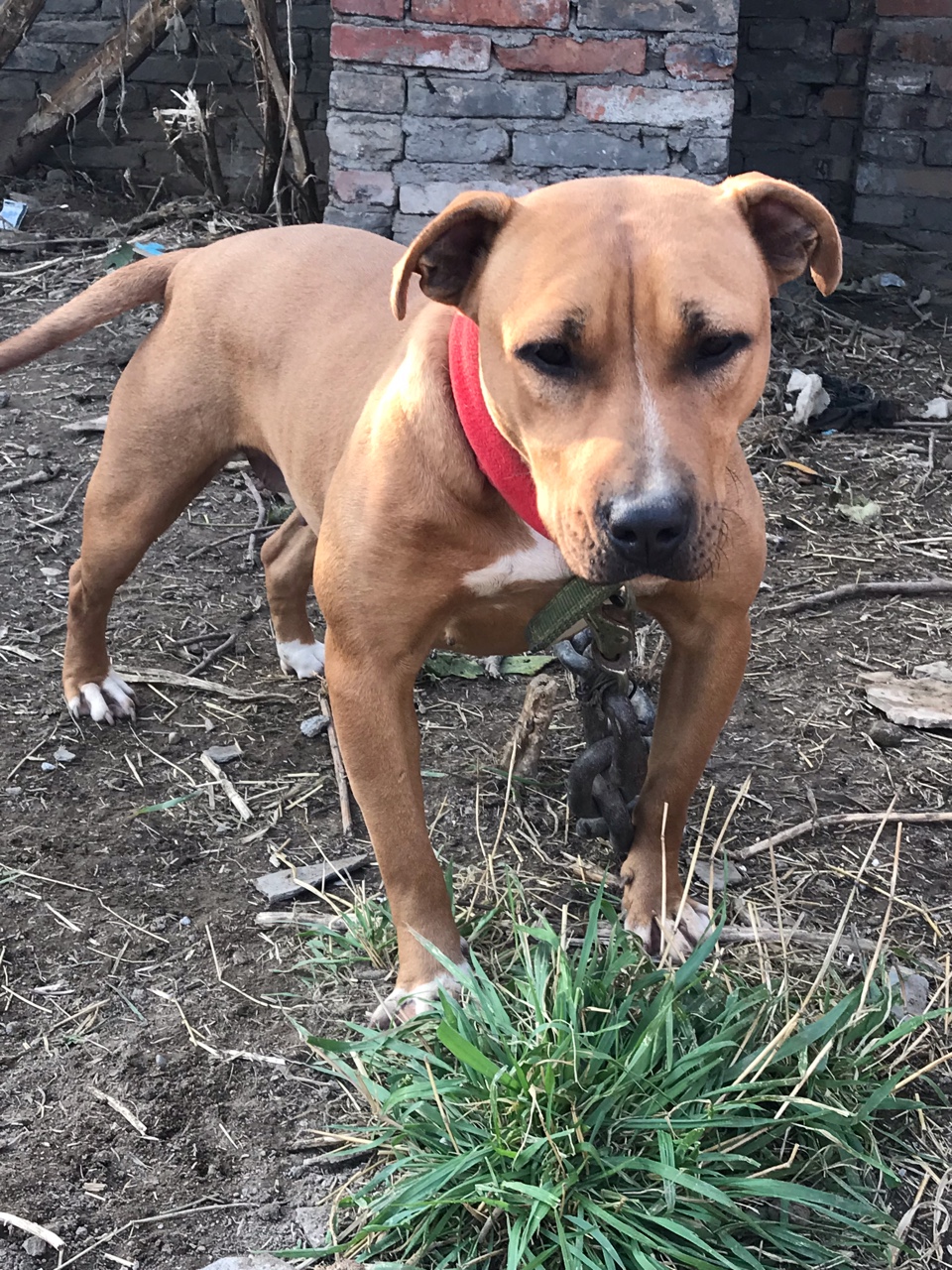 10个月小母基多血没有打过骨架体型超完美