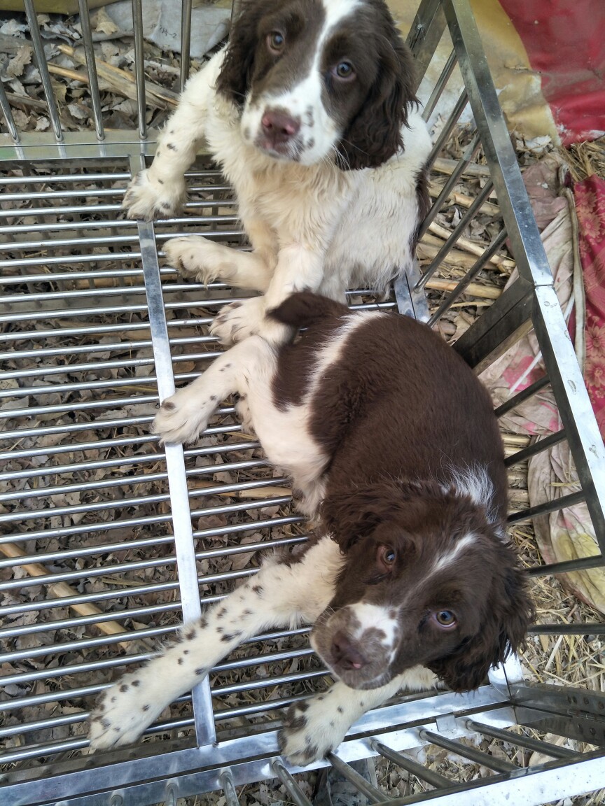 狩猎型史宾格找新家