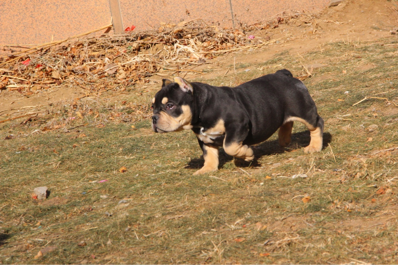 铁包金小母四个月