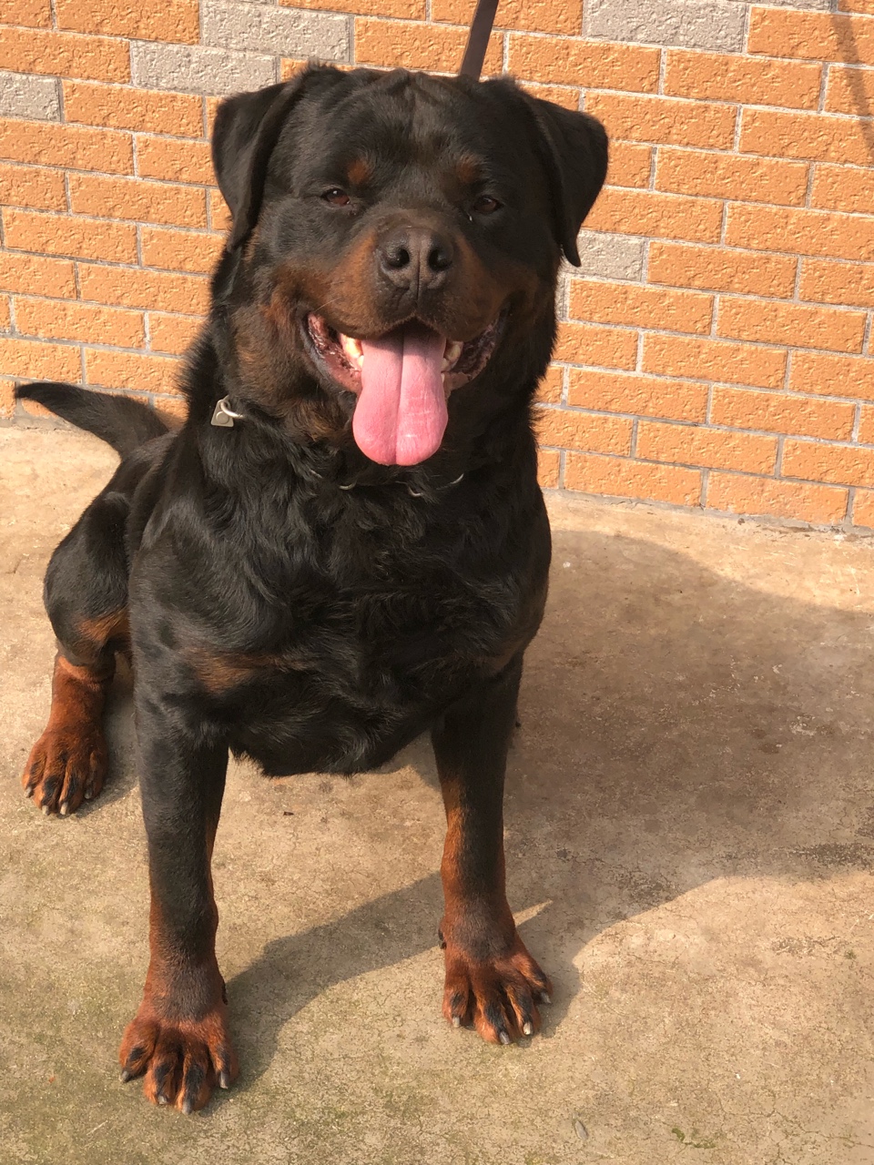 双血统罗威纳接受预定小狗父母