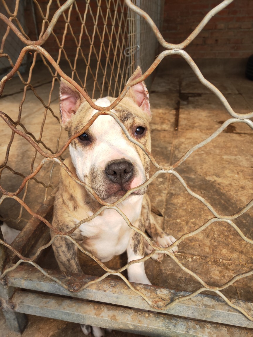 斯塔福犬图片虎皮,斯塔福犬图片_大山谷图库