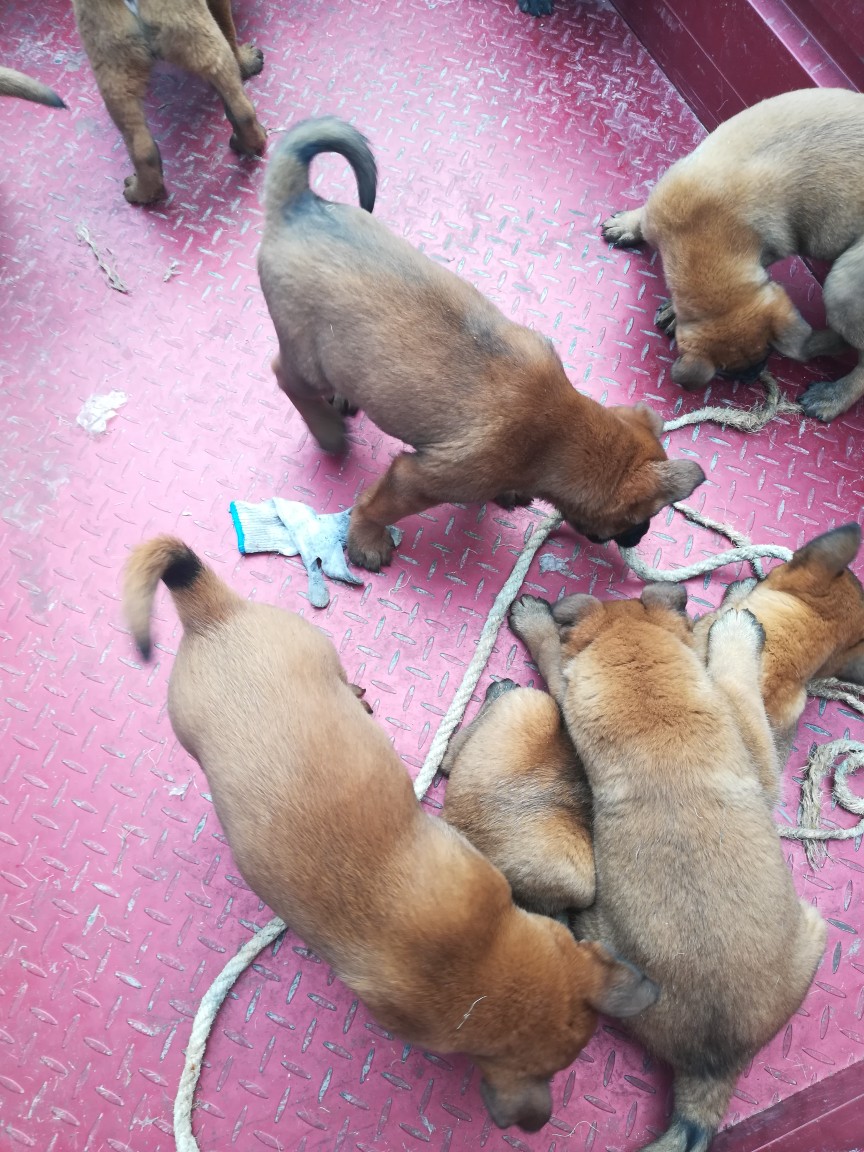 爆红马犬已经2个月了包健康