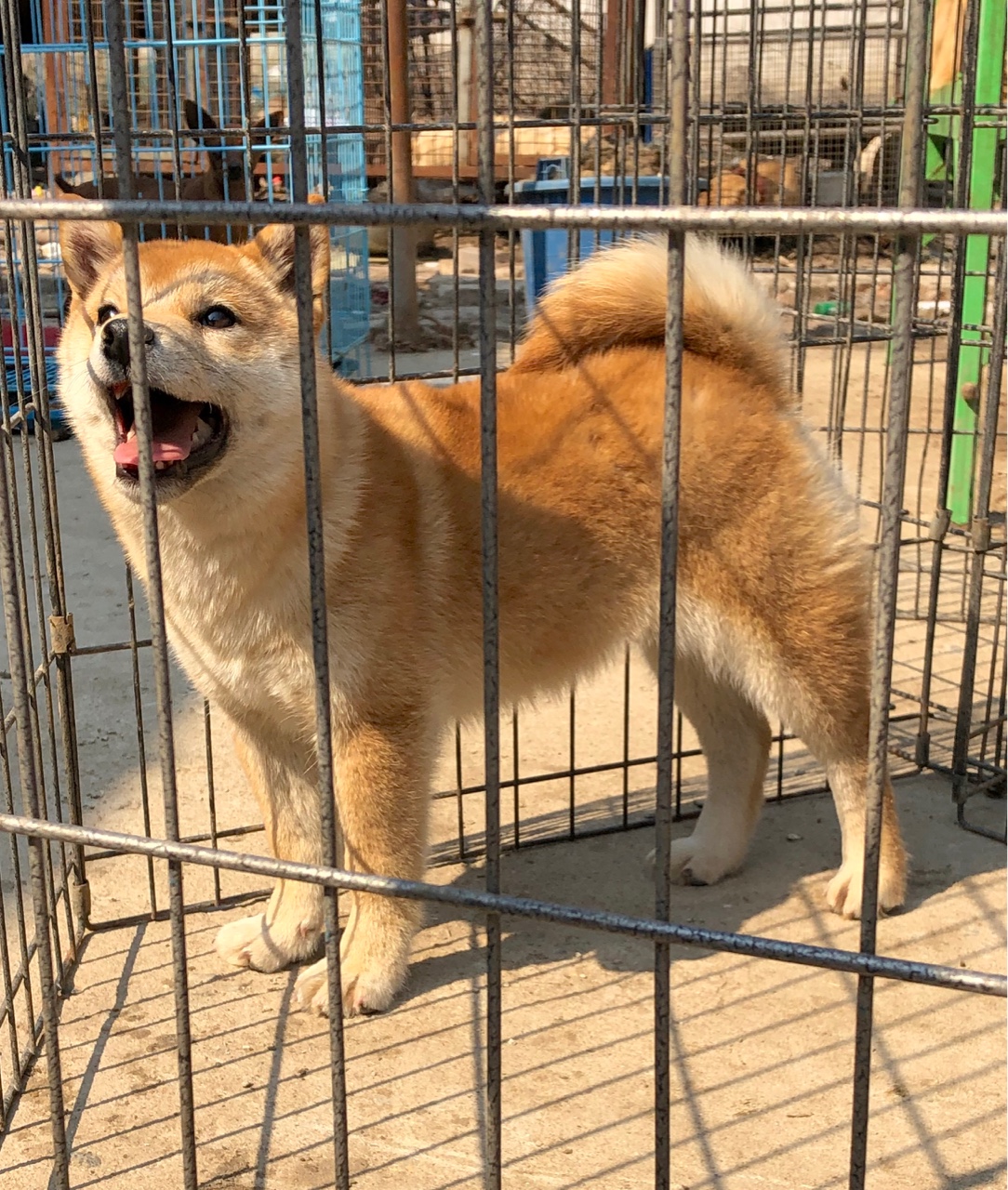 血统小母柴犬