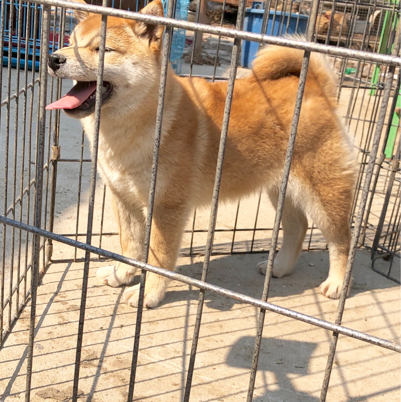 血统小母柴犬