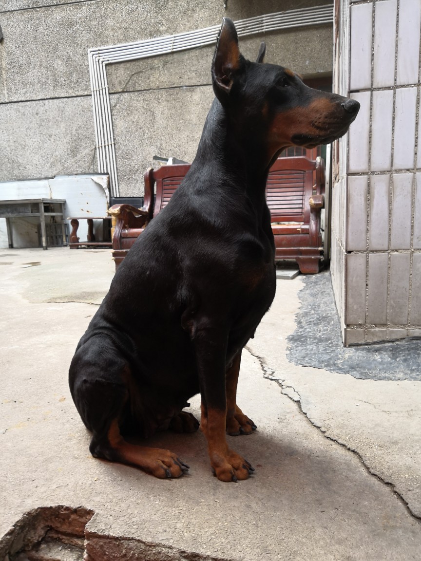 3000转让双血杜宾母犬乌巴洛孙女