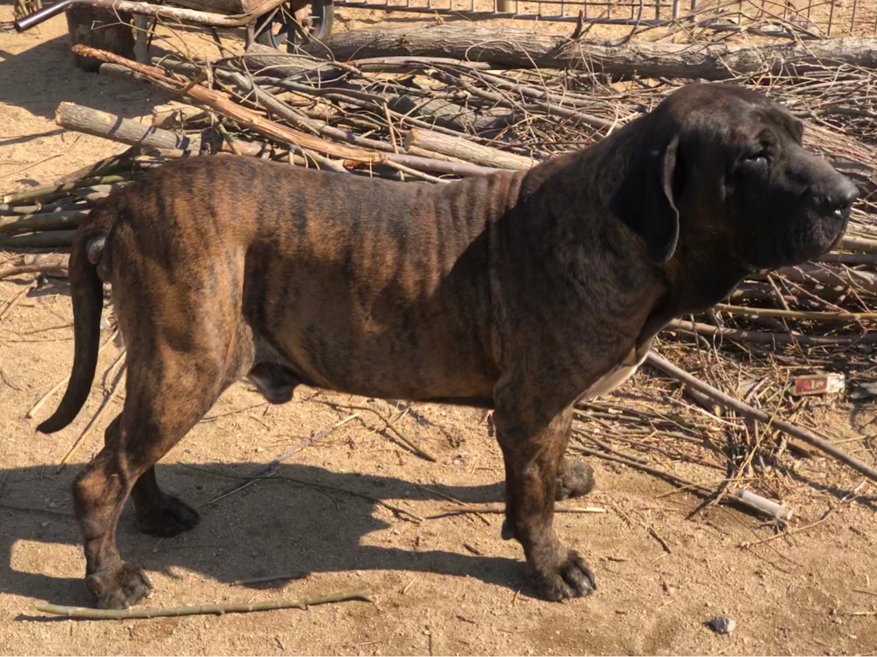 我的老血巴西菲勒 - 综合獒交易 - 猛犬俱乐部-中国具有影响力的猛犬