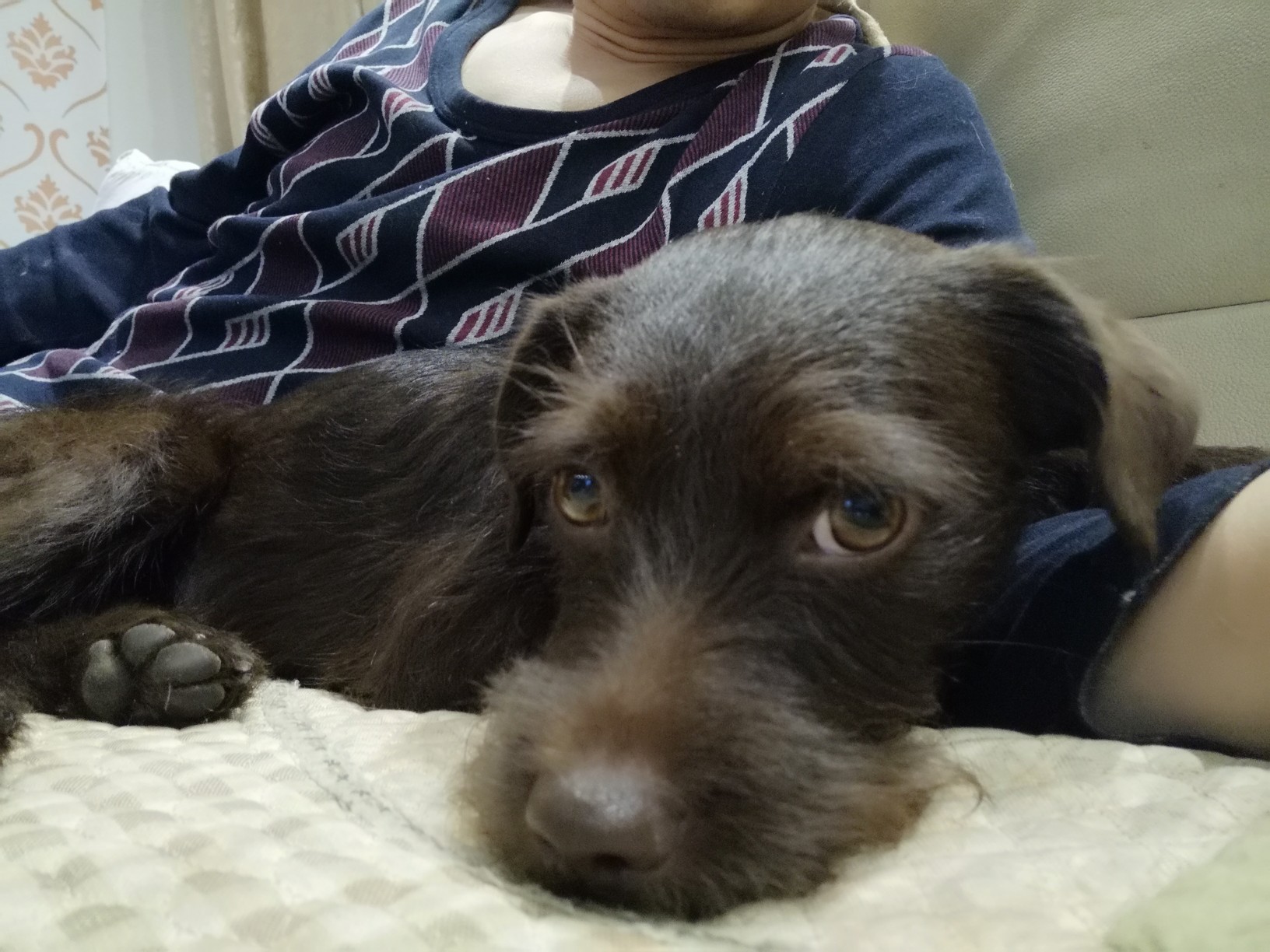 河北省衡水市周边有没有养火梗的最好有刚毛火梗的