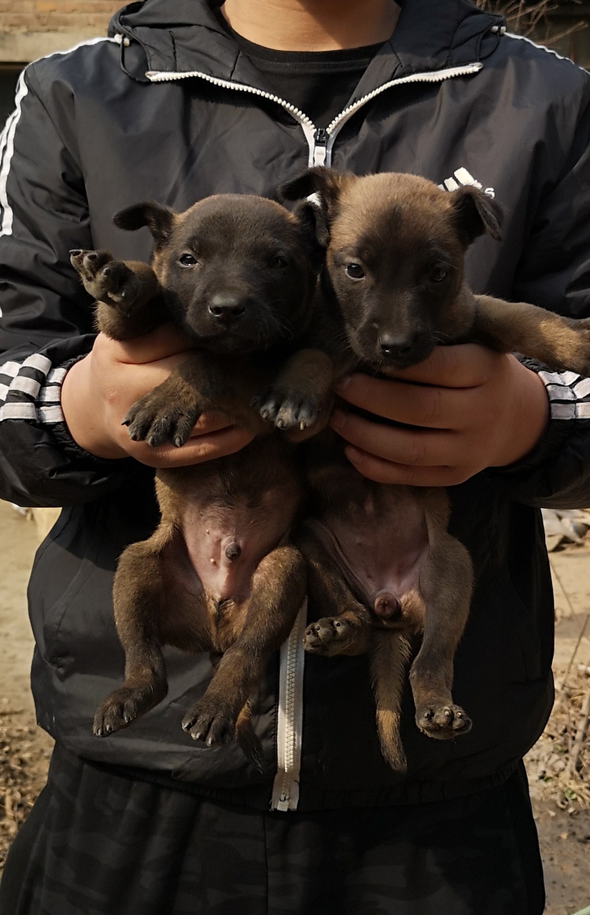 霸道vs帕拉丁女儿 马犬版 猛犬俱乐部-中国具有影响力的猛犬网站