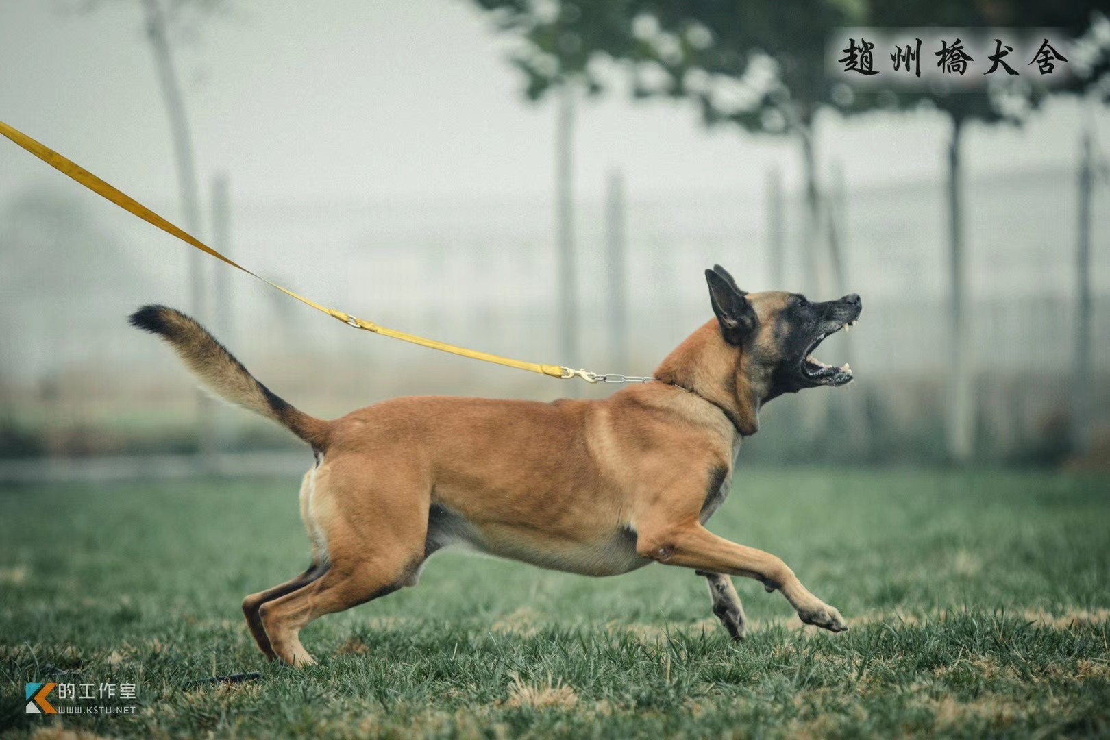 霸道vs帕拉丁女儿 马犬版 猛犬俱乐部-中国具有影响力的猛犬网站