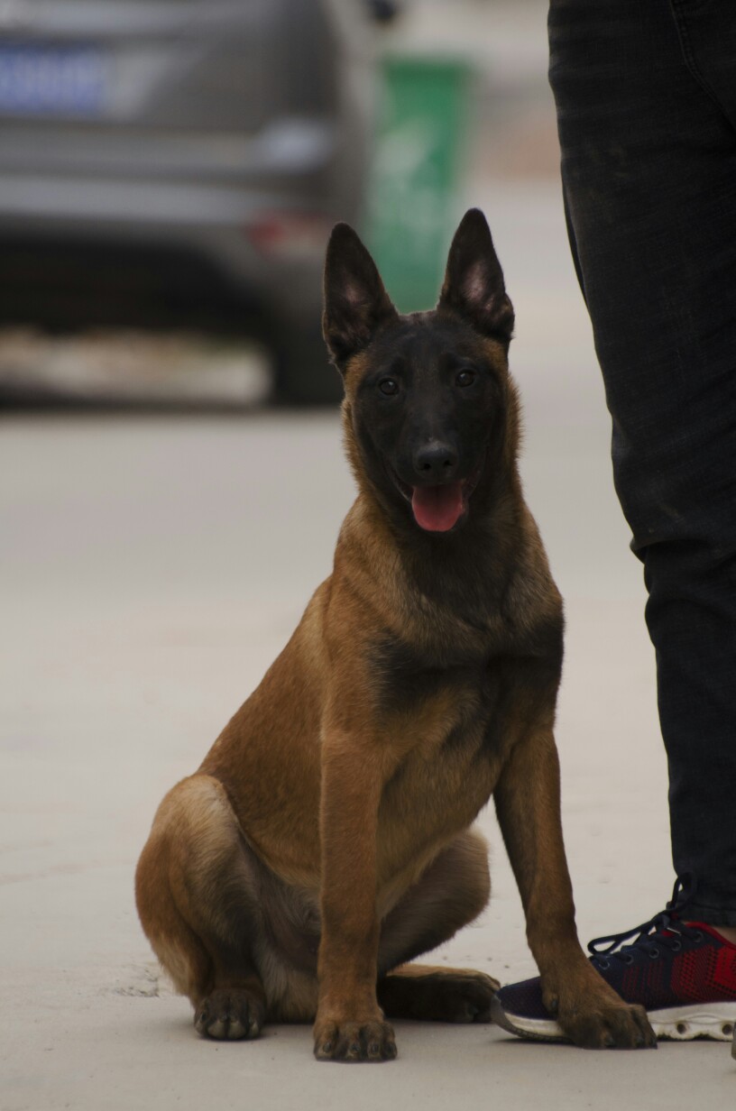 马犬小公米迪骨架紧凑毛色优美支持中介