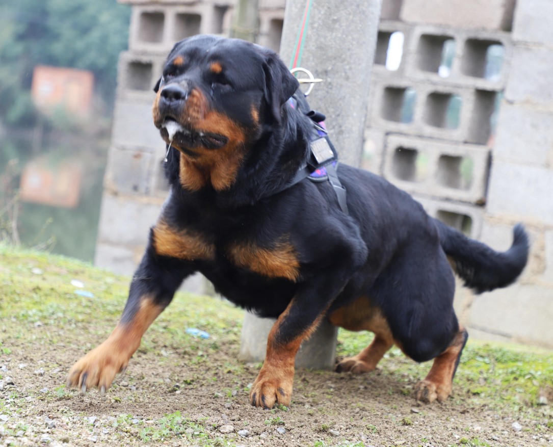 我的四眼小土狗們,,, - 羅威納 - 猛犬俱樂部-中國具有影響力的猛犬