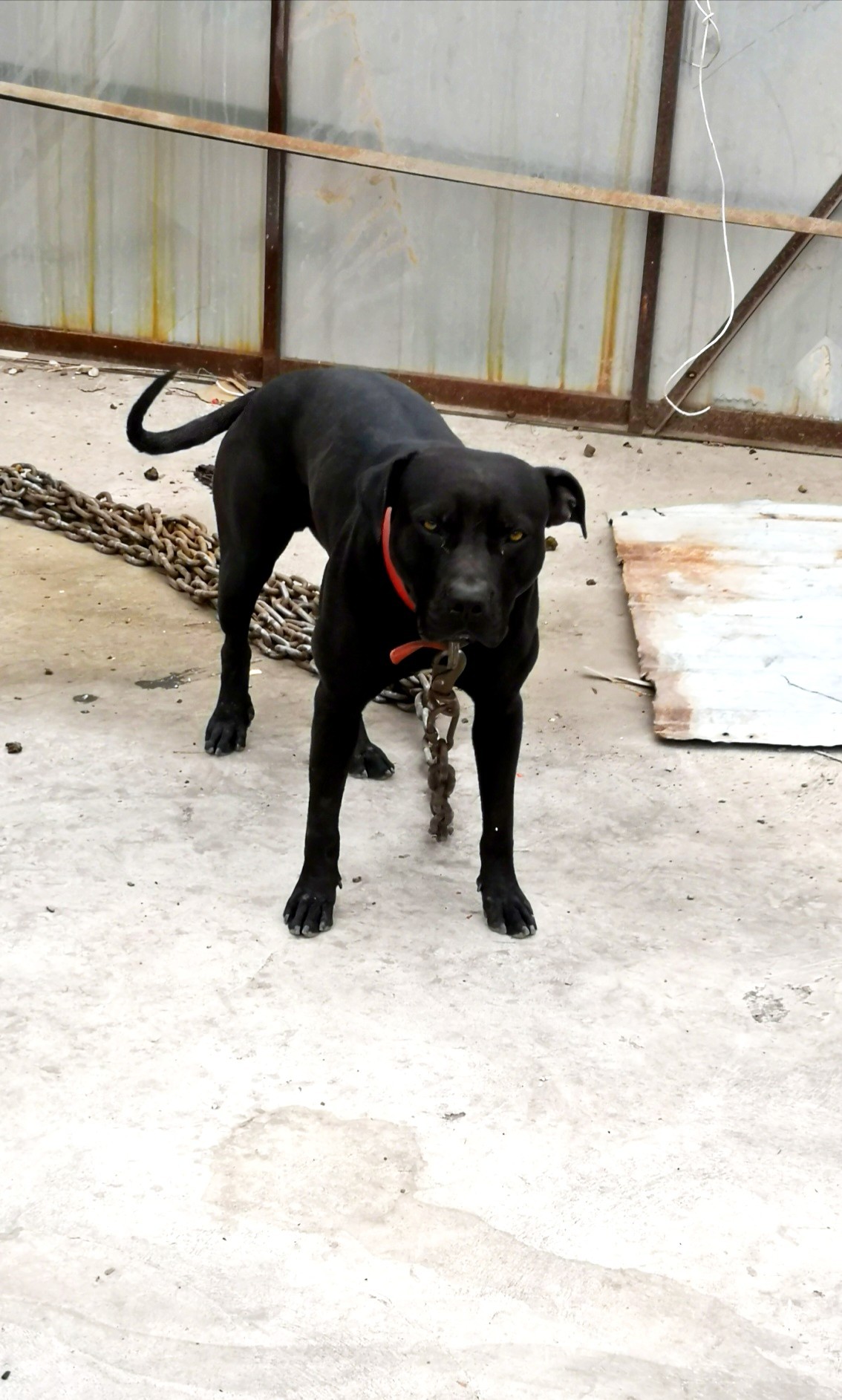 出条珍珠加玻璃欧出的小母狗 - 比特犬交易 - 猛犬俱乐部-中国具有