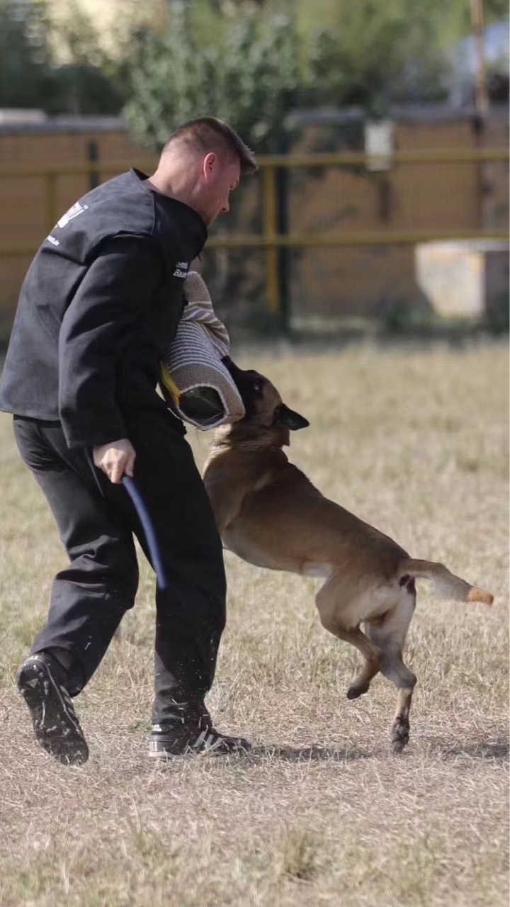 豹威儿子豹雨对外借配 - 马犬版 - 猛犬俱乐部-中国具有影响力的猛犬